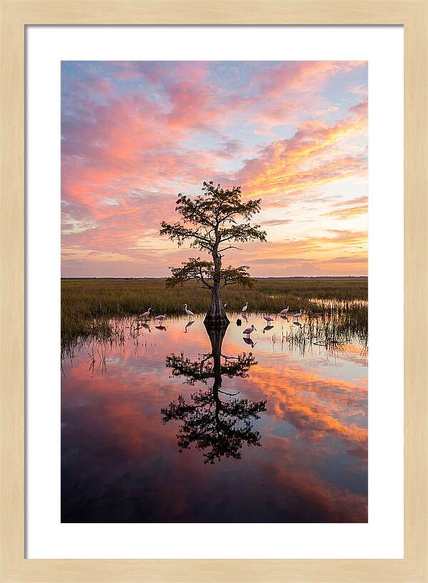 Florida Everglades Sunrise Reflection