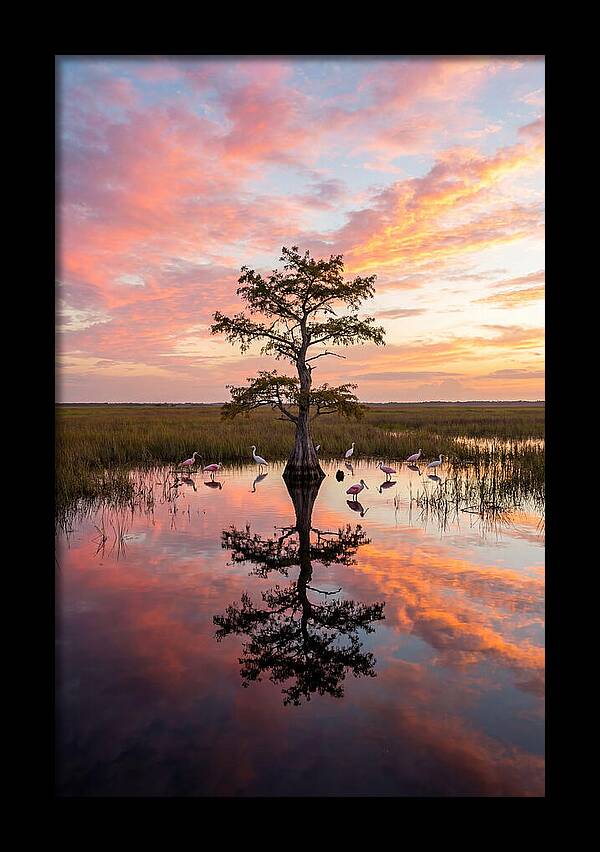Florida Everglades Sunrise Reflection