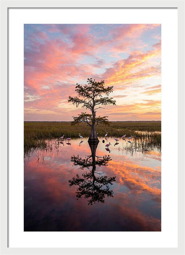 Florida Everglades Sunrise Reflection