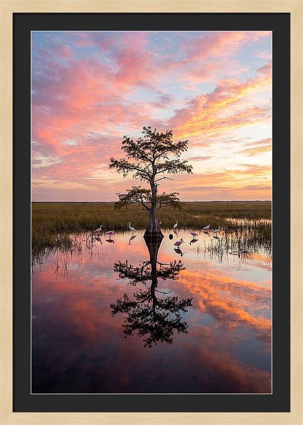 Florida Everglades Sunrise Reflection