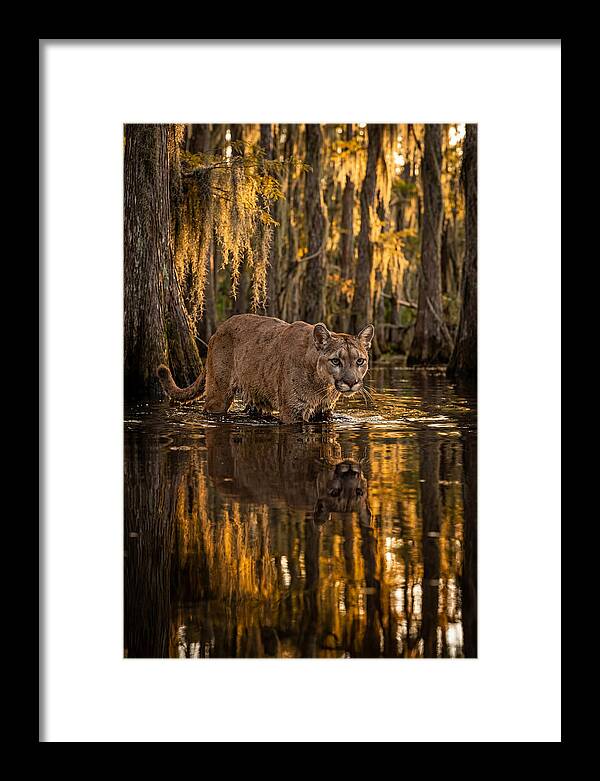 Florida Panther In Cypress Swamp