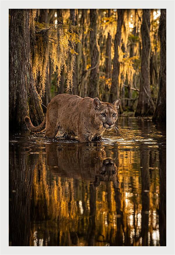 Florida Panther In Cypress Swamp