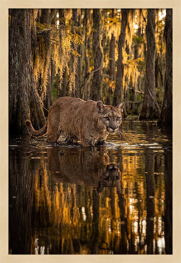 Florida Panther In Cypress Swamp