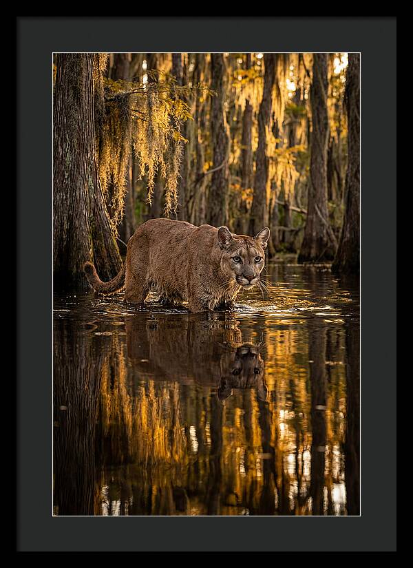 Florida Panther In Cypress Swamp