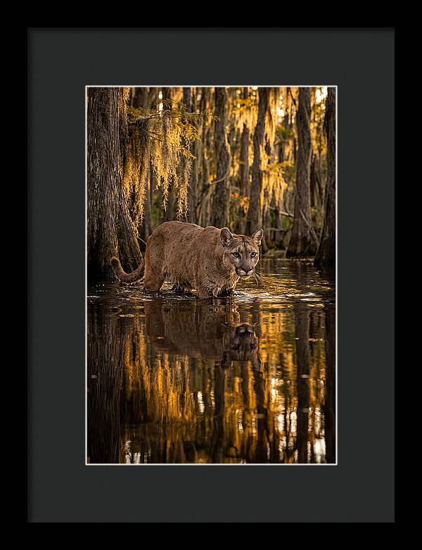 Florida Panther In Cypress Swamp