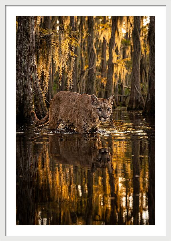 Florida Panther In Cypress Swamp