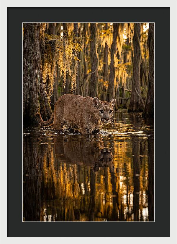 Florida Panther In Cypress Swamp