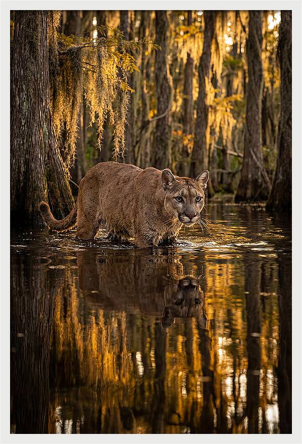 Florida Panther In Cypress Swamp