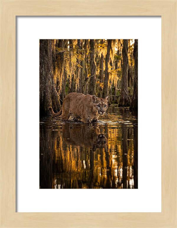 Florida Panther In Cypress Swamp