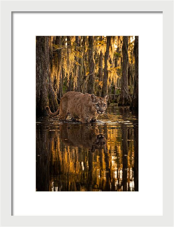 Florida Panther In Cypress Swamp