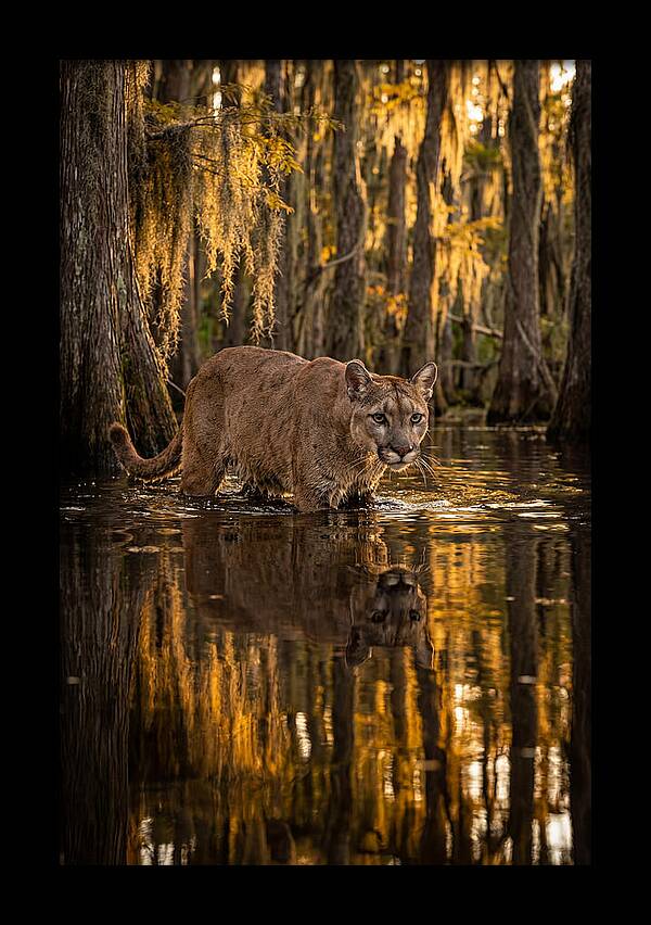 Florida Panther In Cypress Swamp