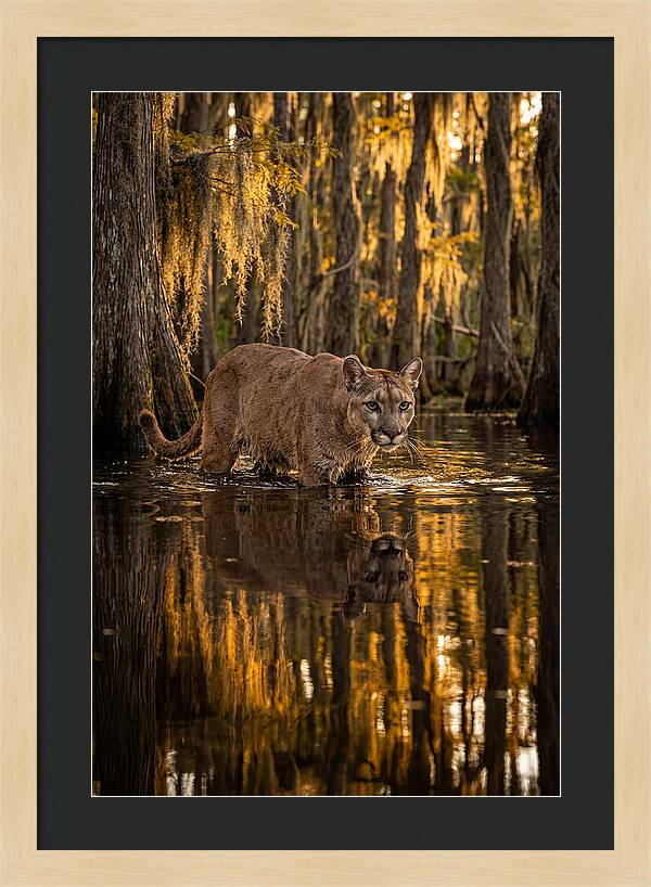 Florida Panther In Cypress Swamp