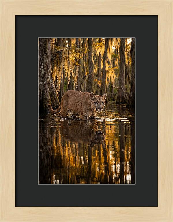 Florida Panther In Cypress Swamp