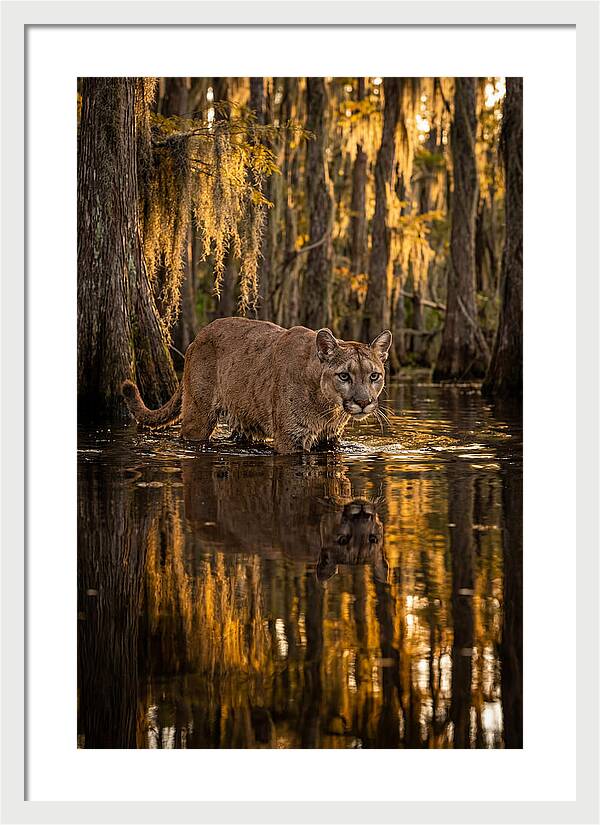 Florida Panther In Cypress Swamp