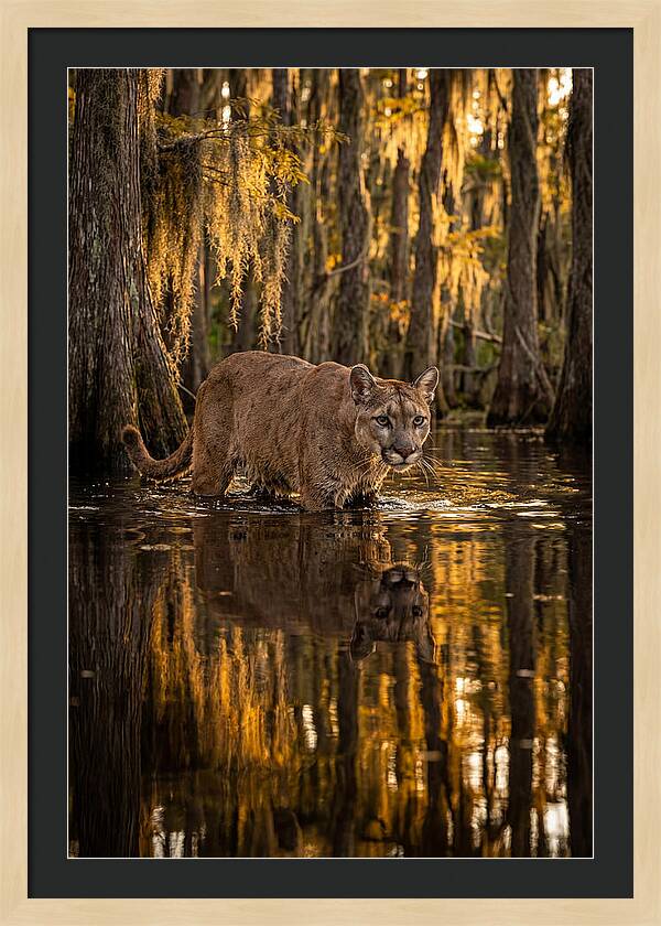 Florida Panther In Cypress Swamp