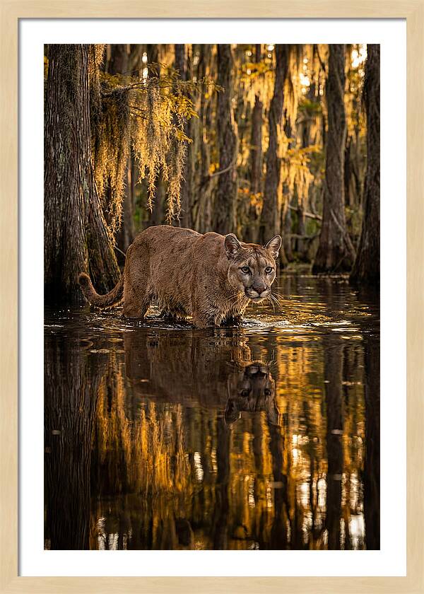 Florida Panther In Cypress Swamp
