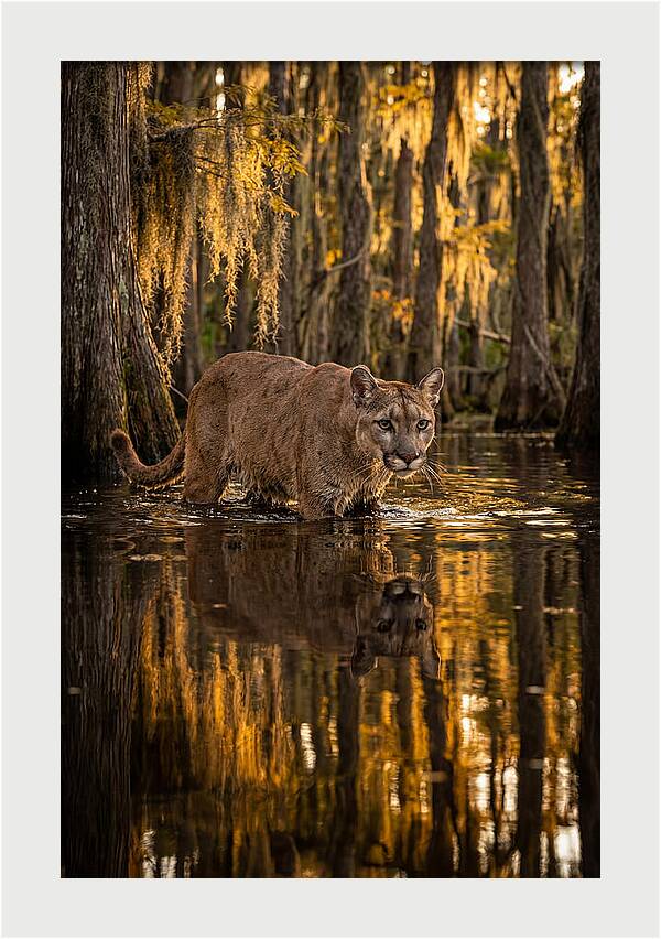 Florida Panther In Cypress Swamp