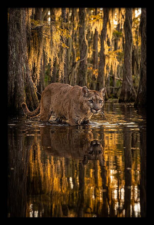 Florida Panther In Cypress Swamp