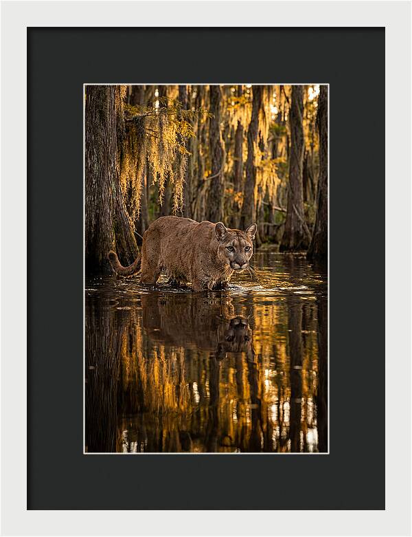 Florida Panther In Cypress Swamp