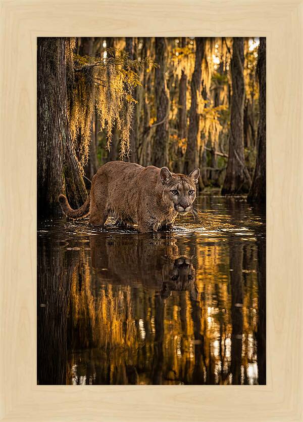 Florida Panther In Cypress Swamp