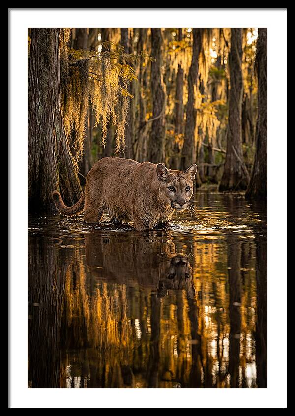 Florida Panther In Cypress Swamp