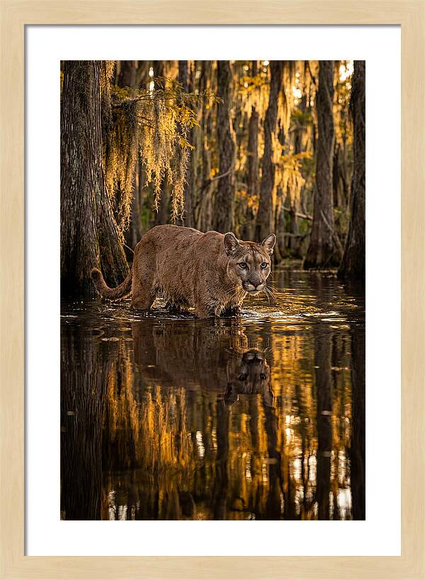 Florida Panther In Cypress Swamp