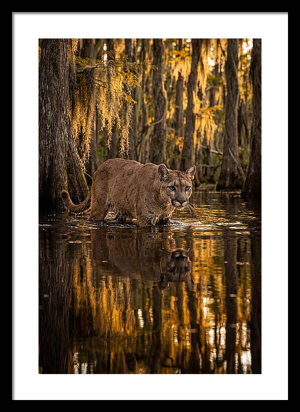 Florida Panther In Cypress Swamp