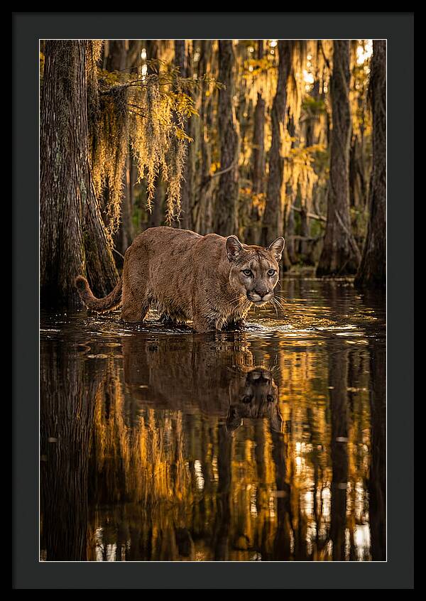 Florida Panther In Cypress Swamp