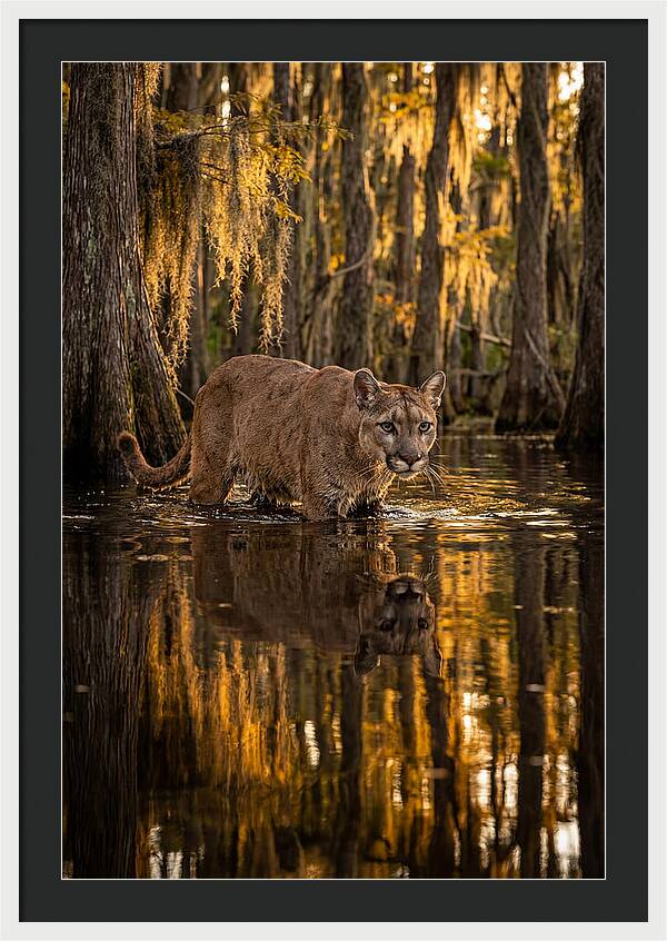 Florida Panther In Cypress Swamp