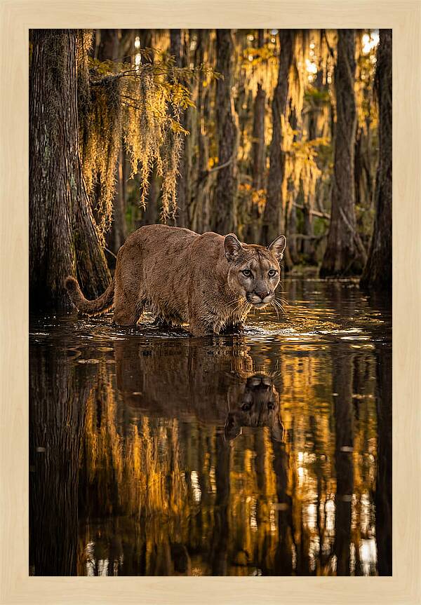 Florida Panther In Cypress Swamp