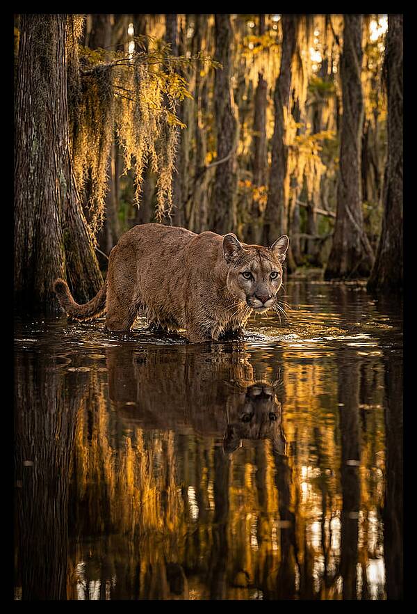 Florida Panther In Cypress Swamp