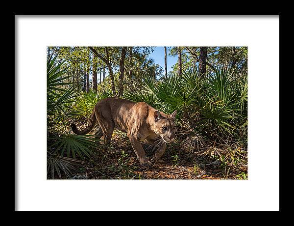Florida Panther Stalking