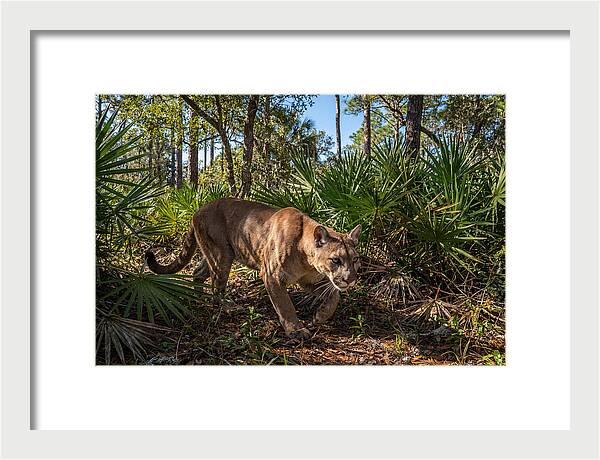 Florida Panther Stalking