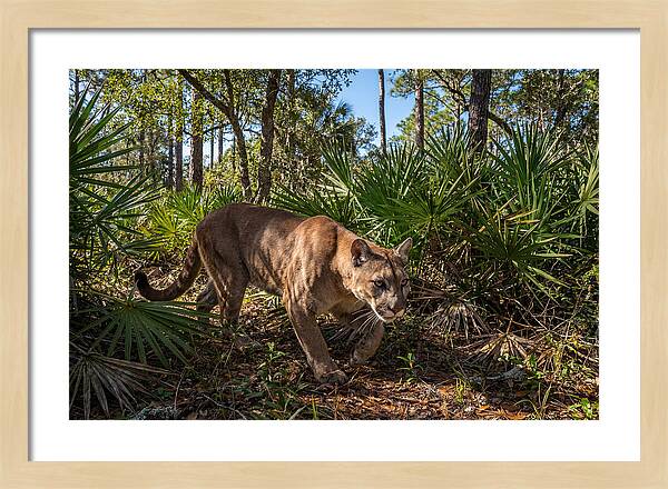 Florida Panther Stalking