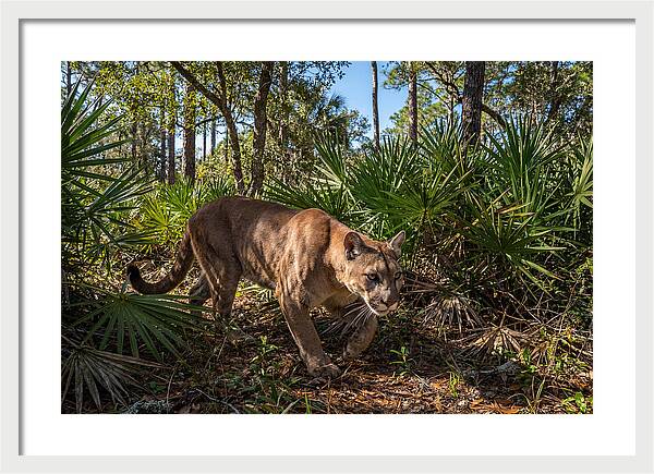 Florida Panther Stalking