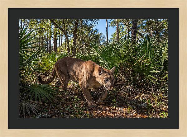 Florida Panther Stalking