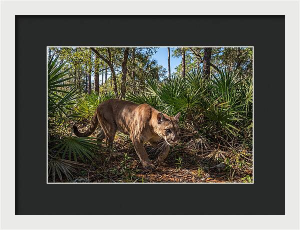 Florida Panther Stalking