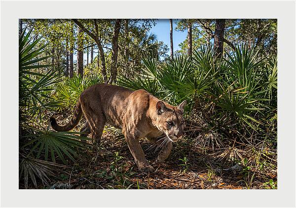 Florida Panther Stalking