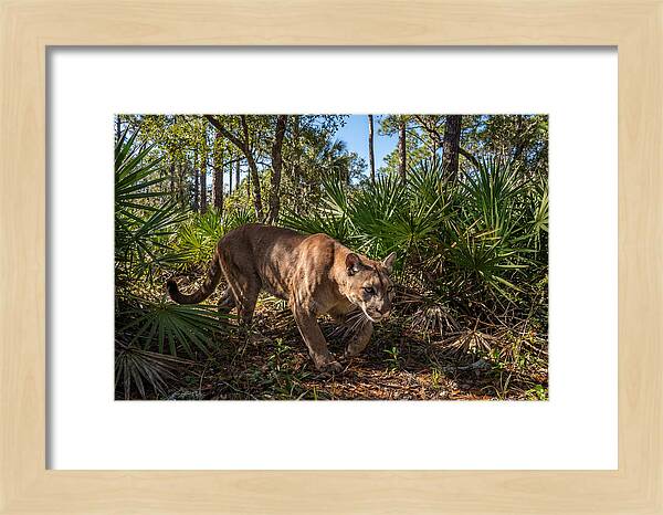 Florida Panther Stalking