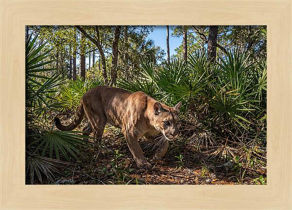 Florida Panther Stalking