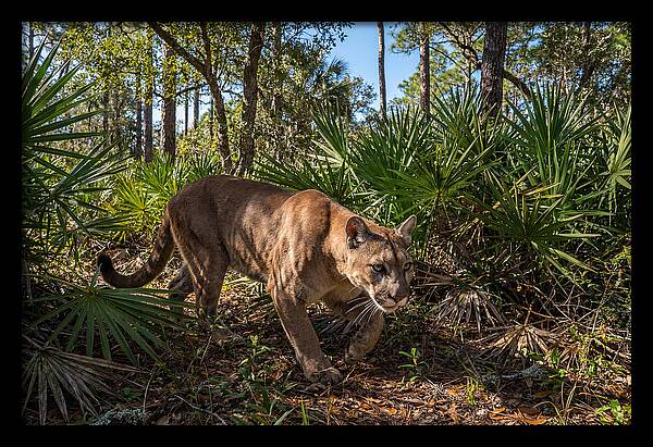 Florida Panther Stalking
