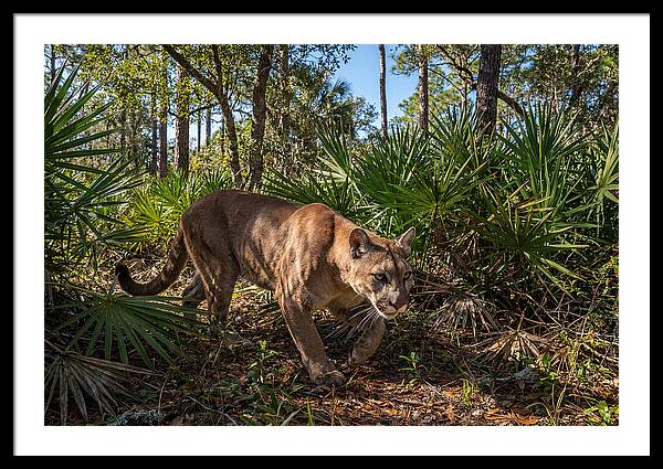 Florida Panther Stalking