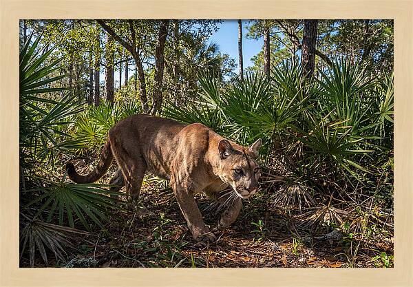 Florida Panther Stalking
