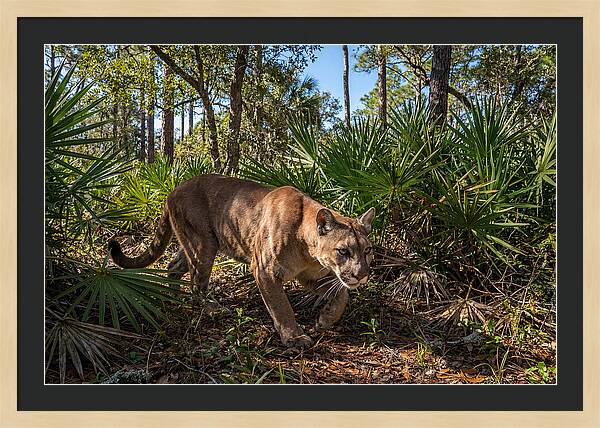 Florida Panther Stalking