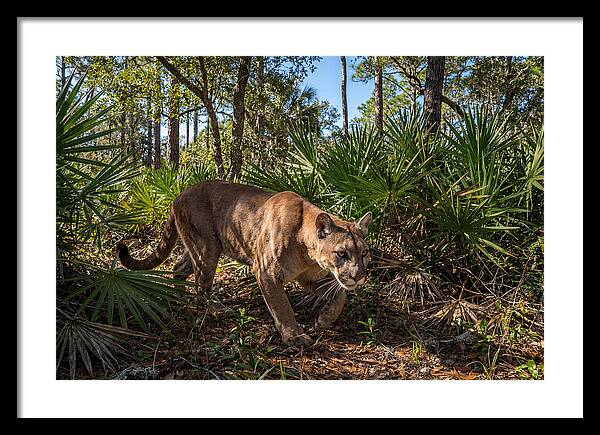 Florida Panther Stalking