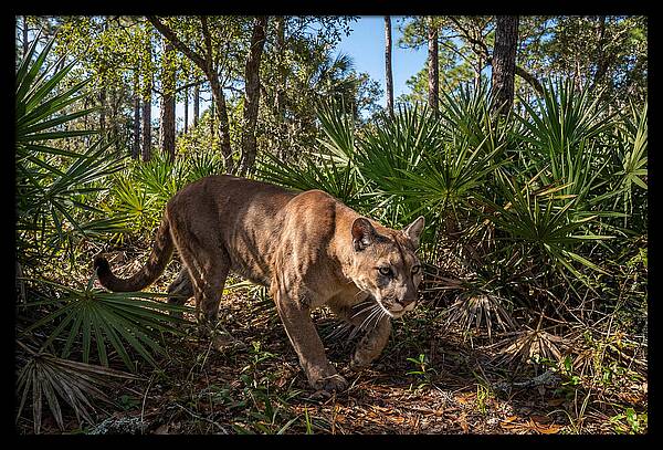 Florida Panther Stalking