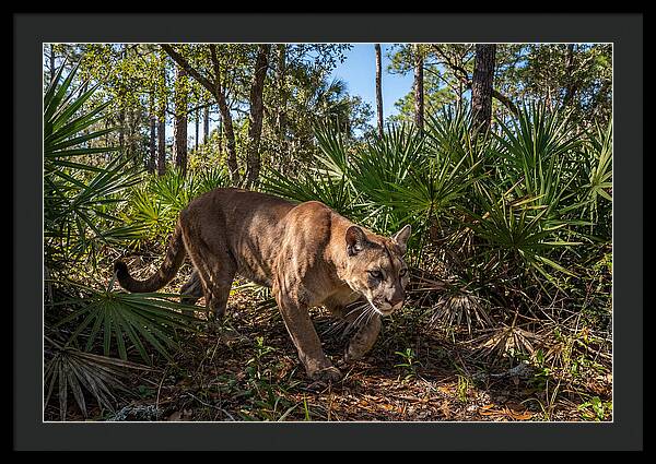 Florida Panther Stalking