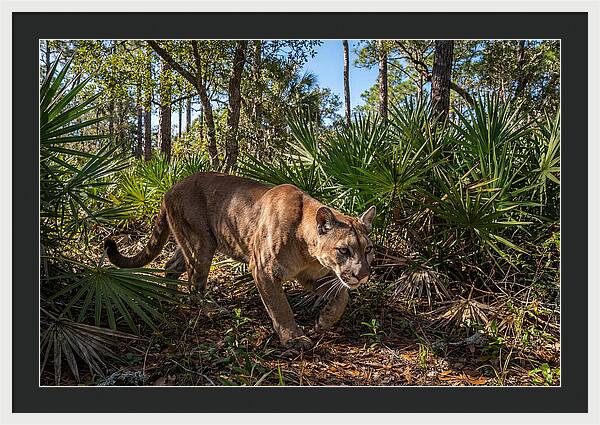 Florida Panther Stalking
