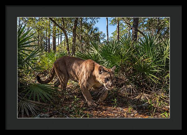 Florida Panther Stalking