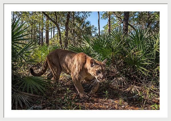 Florida Panther Stalking